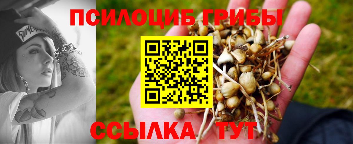 Тамбов  Галлюциногенные грибы Cubensis  Вход с VPN 